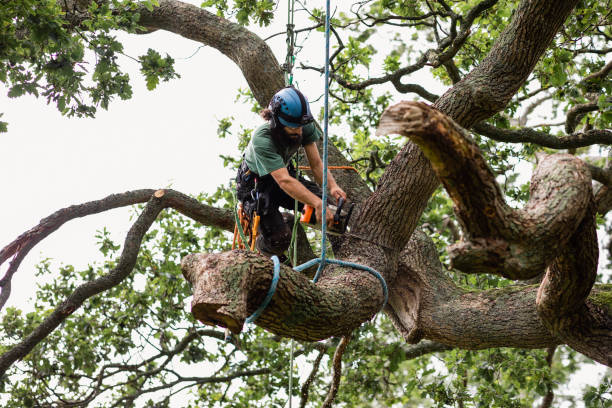 Best Storm Damage Tree Cleanup  in Woodland Hills, UT