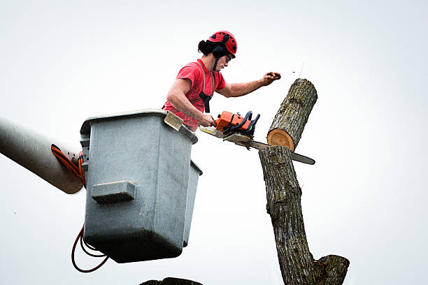 Best Seasonal Cleanup (Spring/Fall)  in Woodland Hills, UT