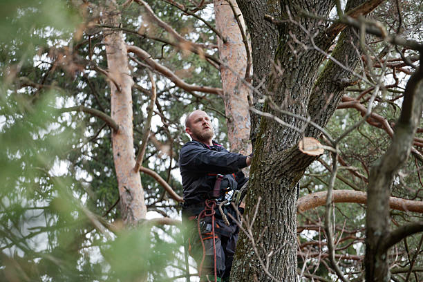 Best Hedge Trimming  in Woodland Hills, UT